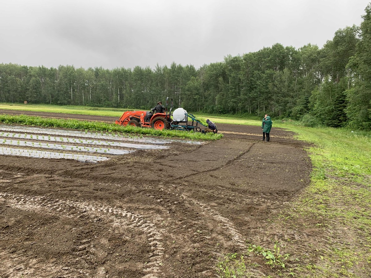 ChickadeeFarmHe's tweet photo. Yesterday we scrambled to plant out all our plants except the marjoram, before a day of rain today. Now it’s just flowered &amp; tomatoes left in the greenhouse. 

#greenhouse #planting #rainysummer #yeglocal #yeglocal https://t.co/kiKRP1jcjg