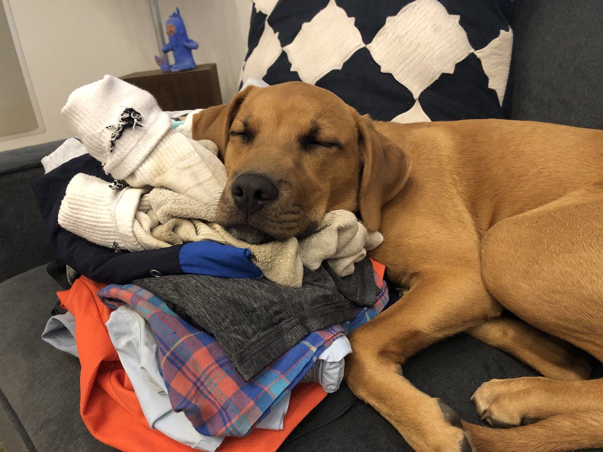 soledadobrien's tweet photo. I folded the clothes but Coco had other ideas... https://t.co/V149PidZYi