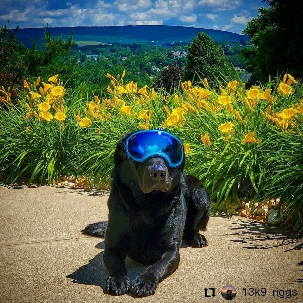 leighterry1932's tweet photo. Suns out, Shades on, Day Lilies in bloom...We hope everyone is making the best of it during the first week of #Summer โ๏ธ๐
#Repost @13k9_riggs #blacklabsquad #k9model #dogs #dogsofinstagram #dogsoftwitter #livelikeadawg https://t.co/lapMhbY79B