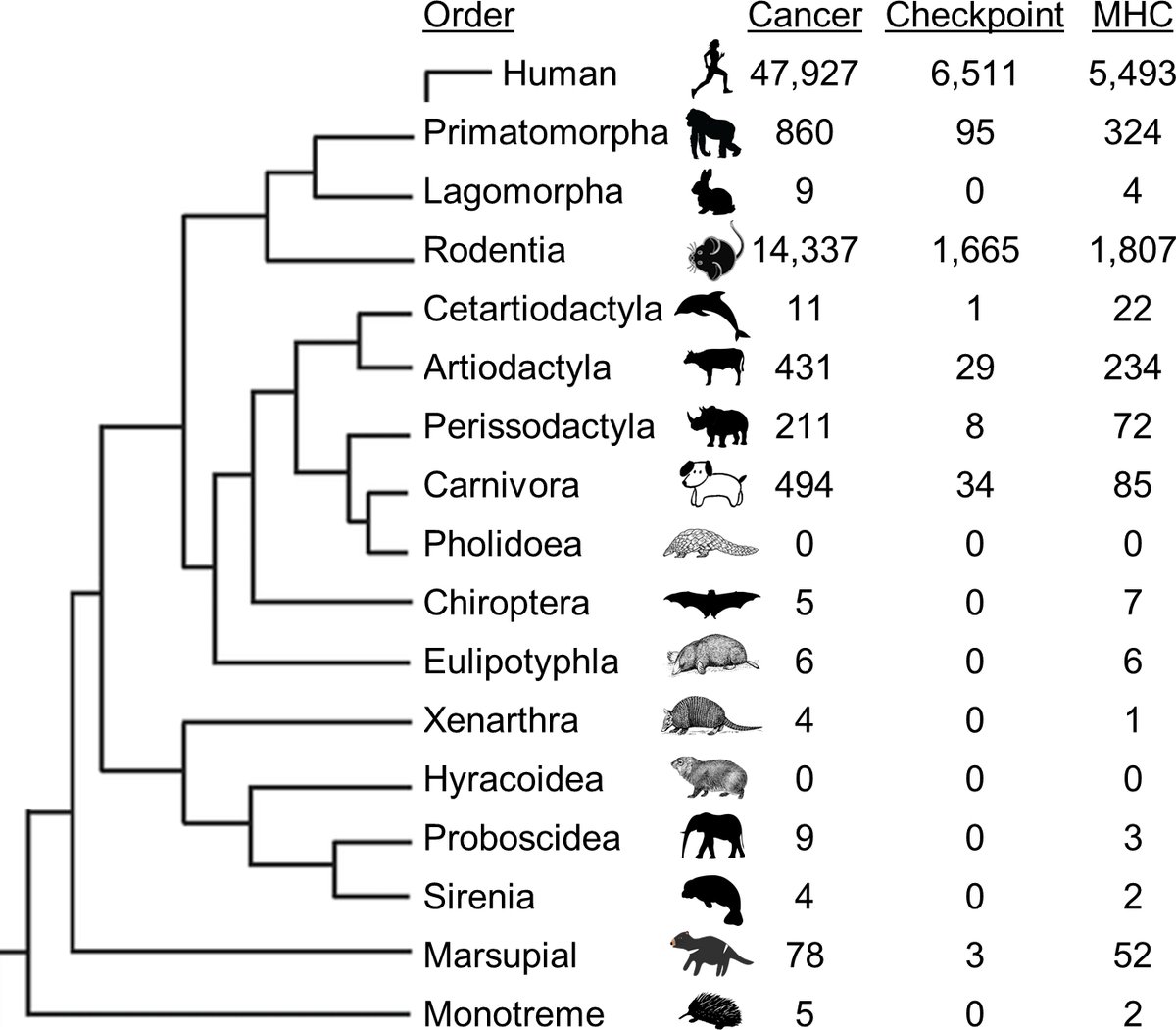 Metastatic cancer affects most mammals, but the cancer incidence can vary widely across species. Around 40% of humans and Tasmanian devils (Sarcophilus harrisii) develop cancer in their lifetime, but few cancer and immunology studies have been done in most species.  @sdzglobal