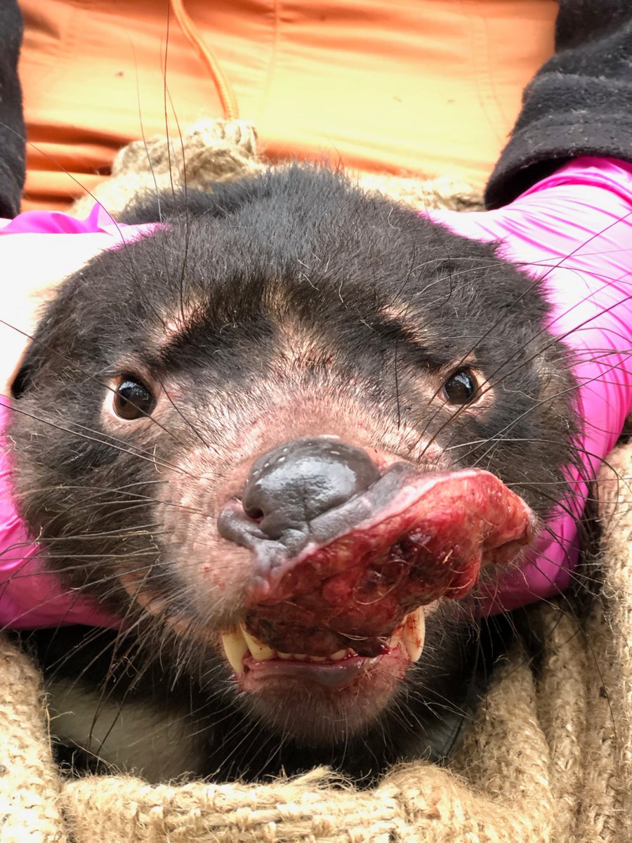 In addition to "normal cancer", Tasmanian devils are afflicted by two independent  #TransmissibleCancers (aka contagious cancers) that are nearly always fatal and have led to a 77% decline in wild devil populations. Photo credit  @CamilaEspejo19