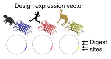 The plug-and-play FAST vectors can be rapidly modified for other species and to incorporate different colored fluorescent proteins.