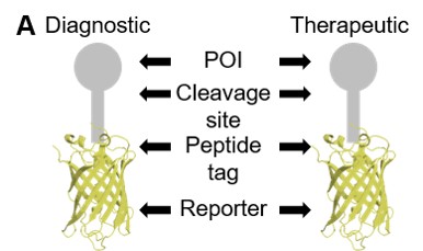 The FAST proteins system uses all-in-one Sleeping Beauty expression vectors that fuses immune checkpoints to fluorescent reported protein for use as a diagnostic or therapeutic (theranostic). The  #fluorescent protein can be cleaved off in downstream testing if required.