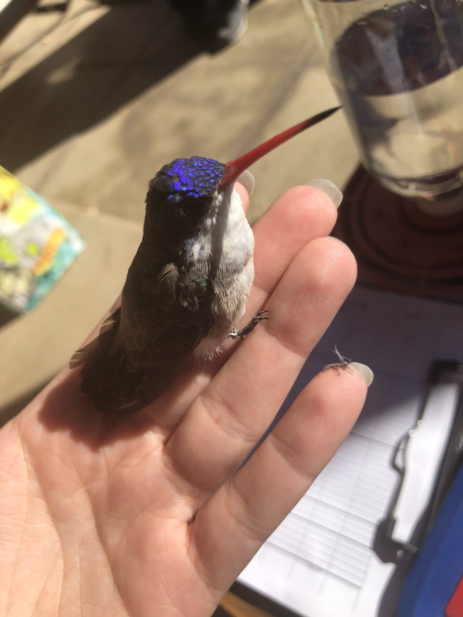 kyanve's tweet photo. Violet crown hummingbird at banding!  #hummingbird #hummingbirdmonitoringnetwork https://t.co/vH8tsbutzL