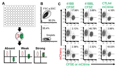 Because the FAST proteins are secreted into the cell culture supernatant, then can be used in live coculture assays to document receptor-ligand interactions in vitro.