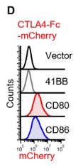 Fc-tags can be added for additional flexibility and to make dimeric proteins for increased avidity. Here we show CTLA4 fused to mCherry and binding to CD80 and CD86.  @been_ong