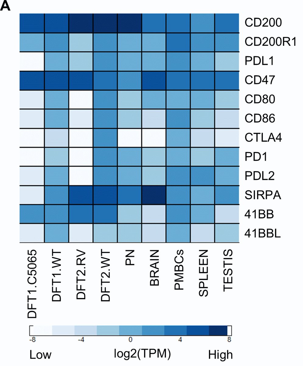 RNA-sequencing results suggested that the  #CD200 immune checkpoint protein is highly expressed in DFT cells.  @Amanda_Patchett