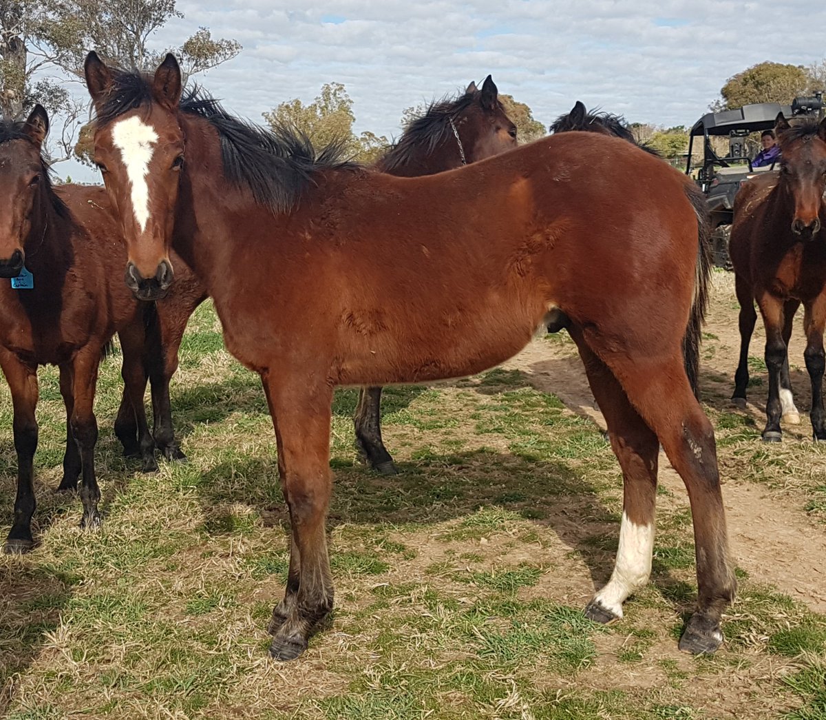 SuccessStud's tweet photo. Who's your daddy @WoodlandsStudNZ @greatwhiteblaze Sweet Lou from Christian Party nz.
#dowhatulovenlovewhatudo #52yearsofsuccess #ourbrandyoursuccess #successbreedssuccess https://t.co/VmE6OZfDeA