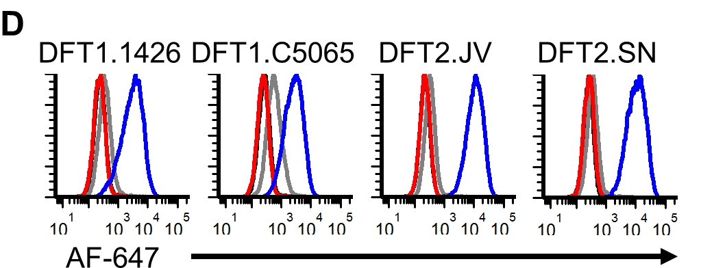 We cleaved the fluorescent reporter protein from our CD200  #FASTproteins and used it to make polyclonal anti-CD200 serum. We used the polyclonal antibodies to confirm that CD200 is highly expressed on DFT cells, particularly on DFT2 cells.