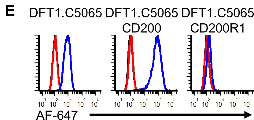 We also showed the overexpression of CD200R1 in DFT cells could block surface expression of CD200.
