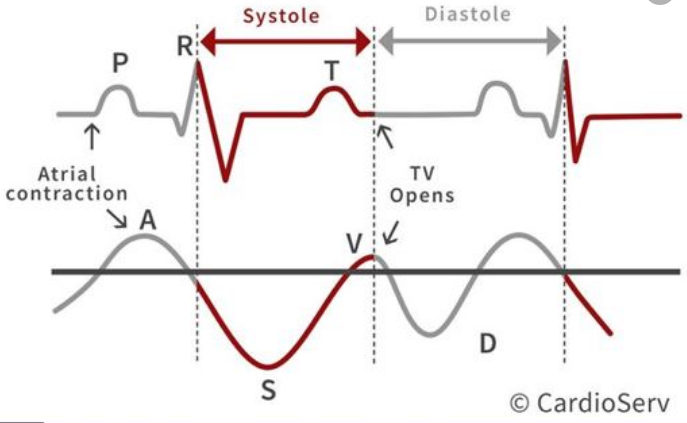 (9/13) Rule 3: **Timing of mechanical events** Atrial contraction: a-waveAtrial relaxation: downslope of a-waveTV valve closure: RV Contraction: S- waveAtrial Overfilling: upsloping of S-wave (may go over baseline)RV relaxation: D-wave