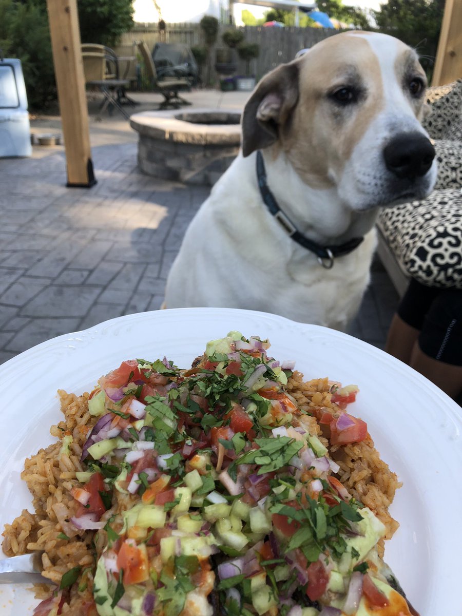 Crobb88's tweet image. Turns out Zeus like vegetarian too!  #greatdaneproblems