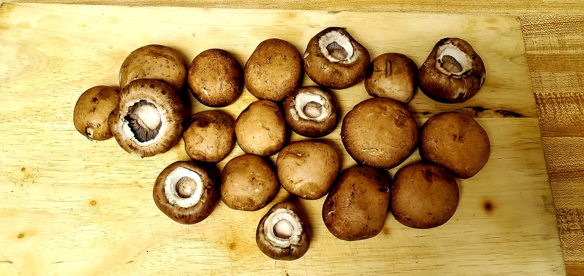 Bflaker's tweet photo. @puhdado Making Beef Stroganoff for dinner tonight and thought of you after washing off these delicious baby portabella mushrooms. KEKW https://t.co/v2UuYvEfhO