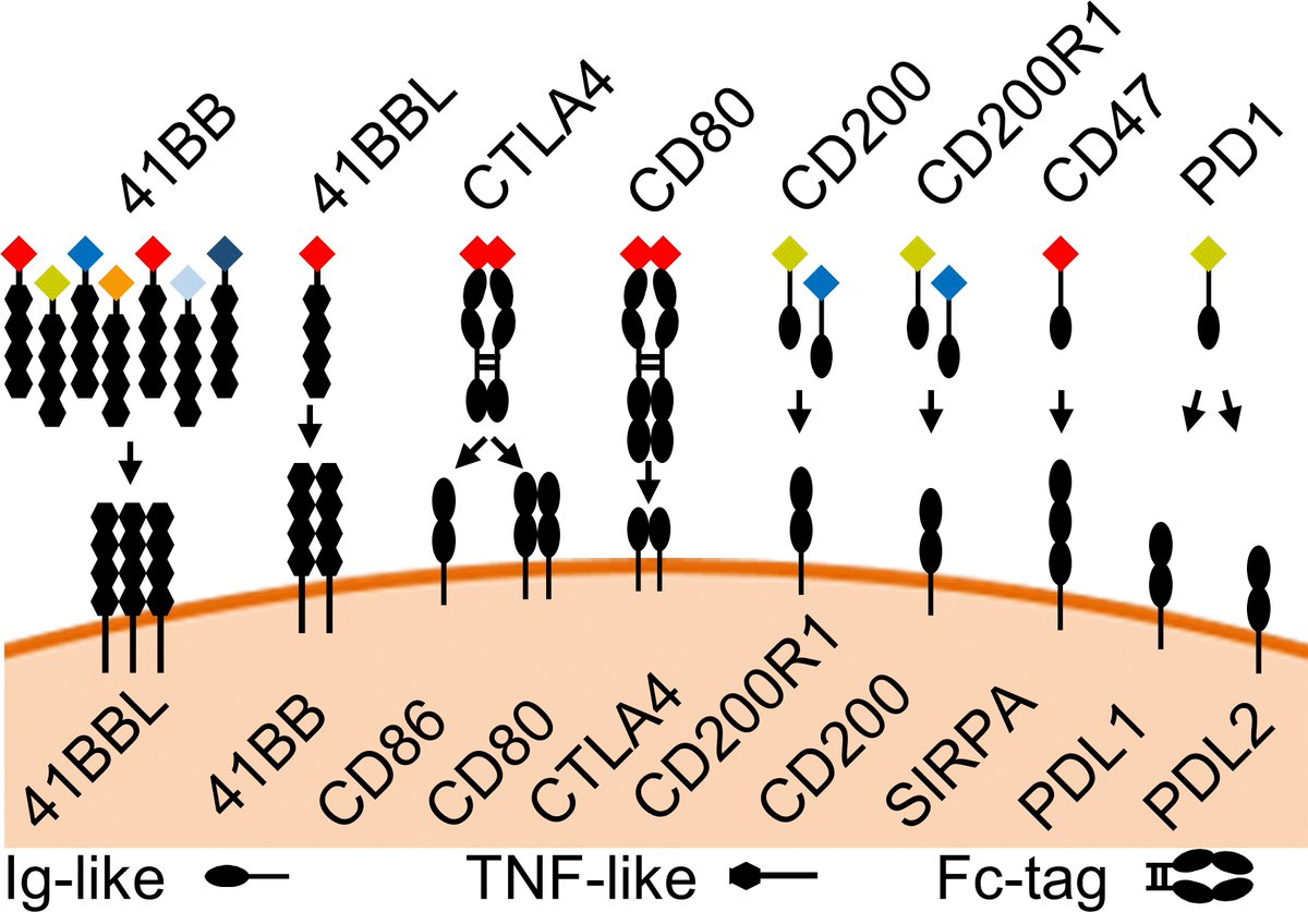 Transfection of the FAST vectors into mammalian cells results in soluble fluorescent fusion proteins that can be tested in single-step assays directly from cell culture supernatant. We confirmed seven receptor-ligand interactions among 12 checkpoint proteins.