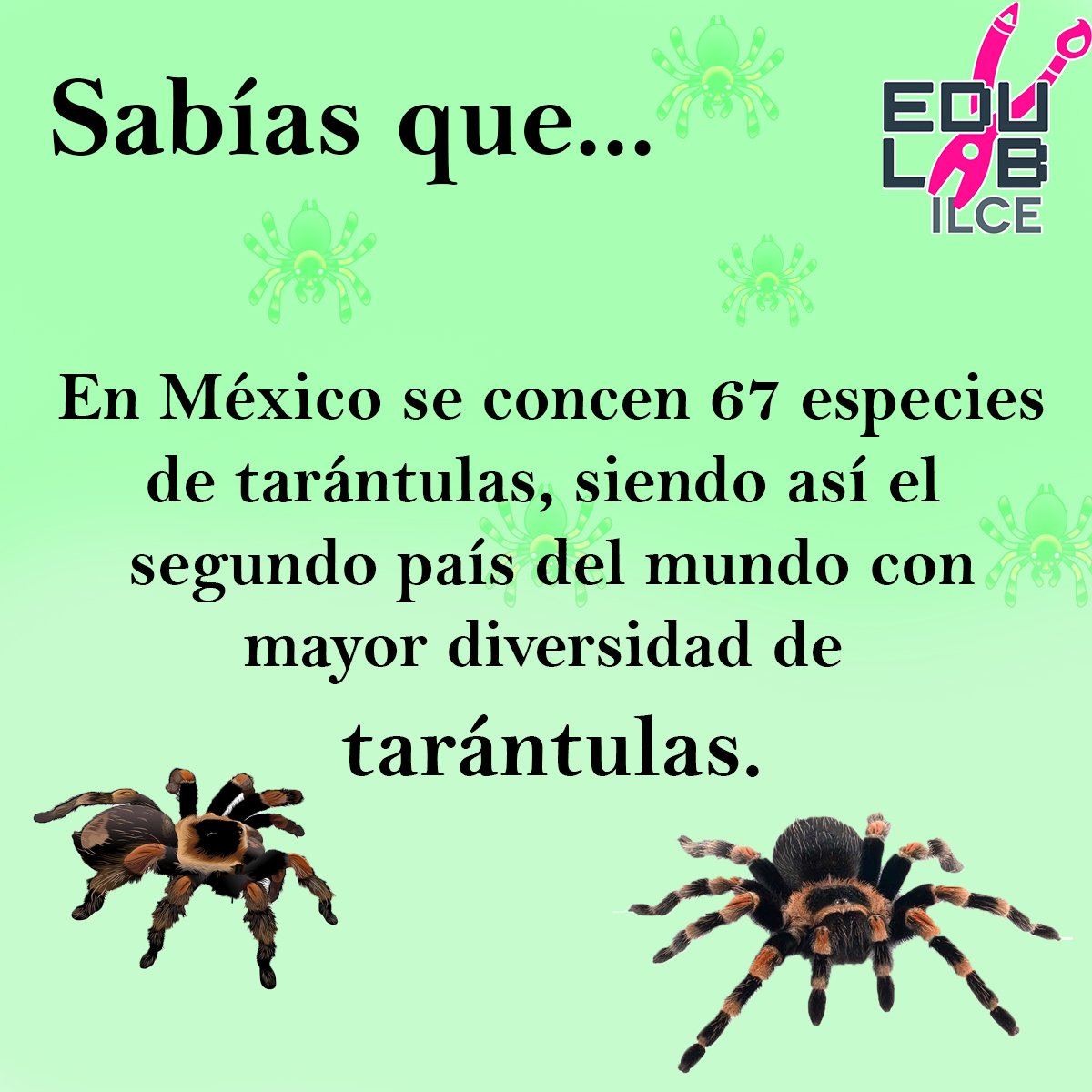 #Sabiasque ¿Conocían este interesante dato? 😱🕸️🕷️