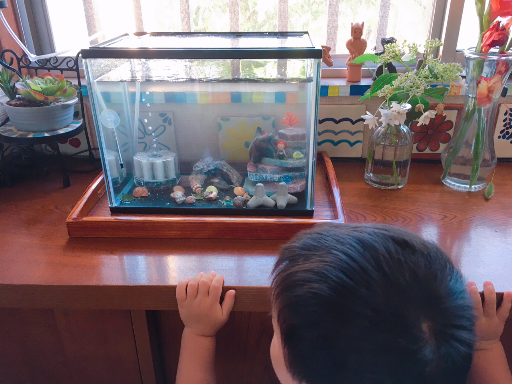 星井サキコ De プラケに毛が生えたようなミニ海水水槽 ちょっと大きくした笑 cm8lキューブを30cm12lにして 水作フラワーを水作エイトsにした 無灯無加温 近所で採取したホンヤドカリ2 ケアシホンヤドカリ1 イソヨコバサミ1 トガリオウギガニ1 星井サキコ De プラケに毛が生えたようなミニ海水水槽 ちょっと大きくした笑 cm8lキューブを30cm12lにして 水作フラワーを水作エイトsにした 無灯無加温 近所で採取したホンヤドカリ2 ケアシホンヤドカリ1 イソヨコバサミ1 トガリオウギガニ1