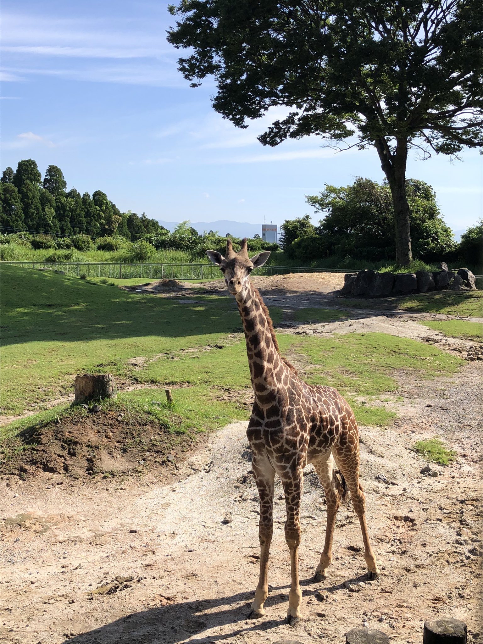 鹿児島市平川動物公園 Twitterissa 速報 なかなかアフリカ園に出ることができなかったマサイキリンのアヤトが 今日ついにアフリカ園デビューを果たしました 平川動物公園 マサイキリン キリン T Co V3hfhojiwj Twitter