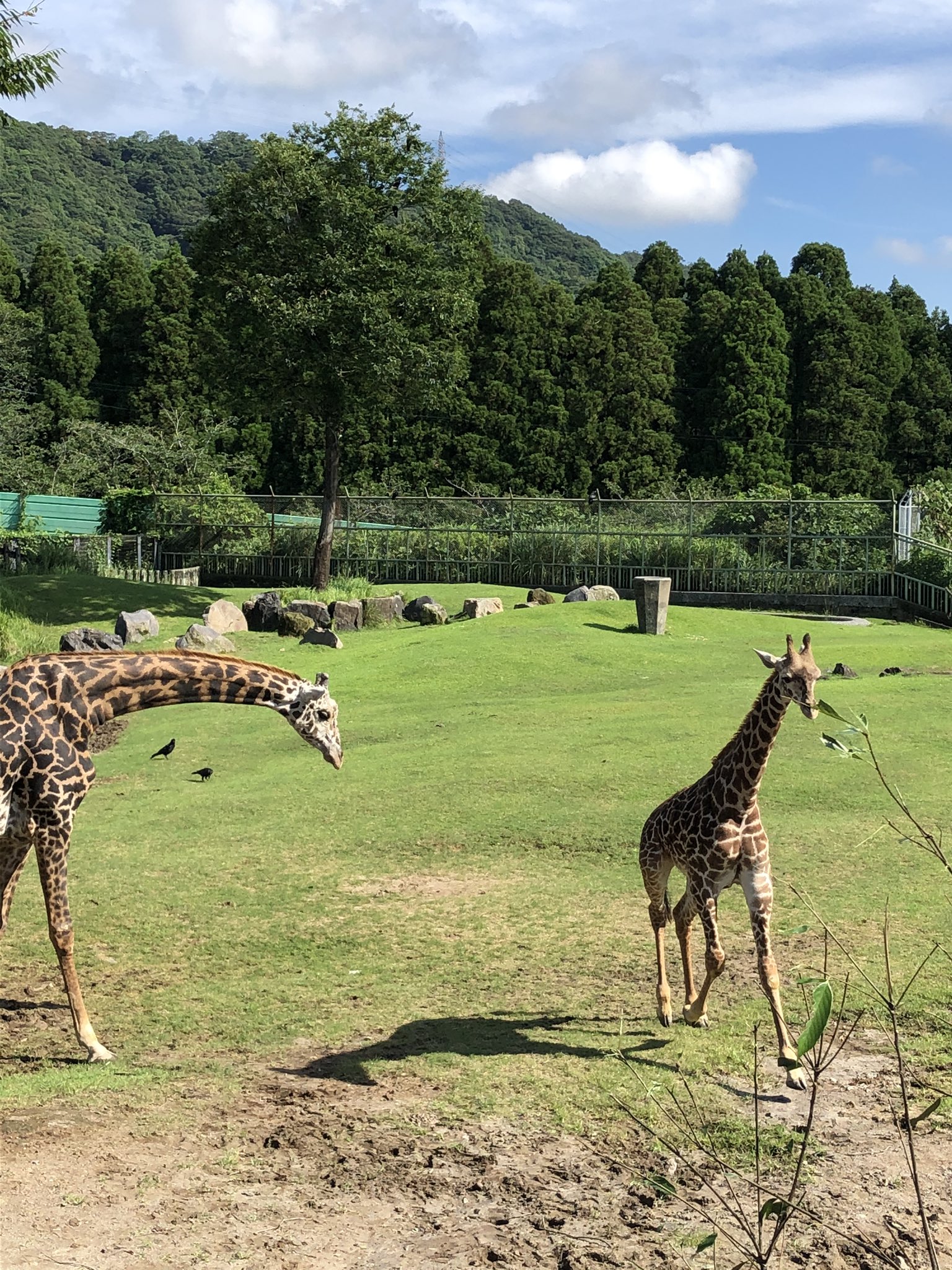 鹿児島市平川動物公園 Twitterissa 速報 なかなかアフリカ園に出ることができなかったマサイキリンのアヤトが 今日ついにアフリカ園デビューを果たしました 平川動物公園 マサイキリン キリン T Co V3hfhojiwj Twitter