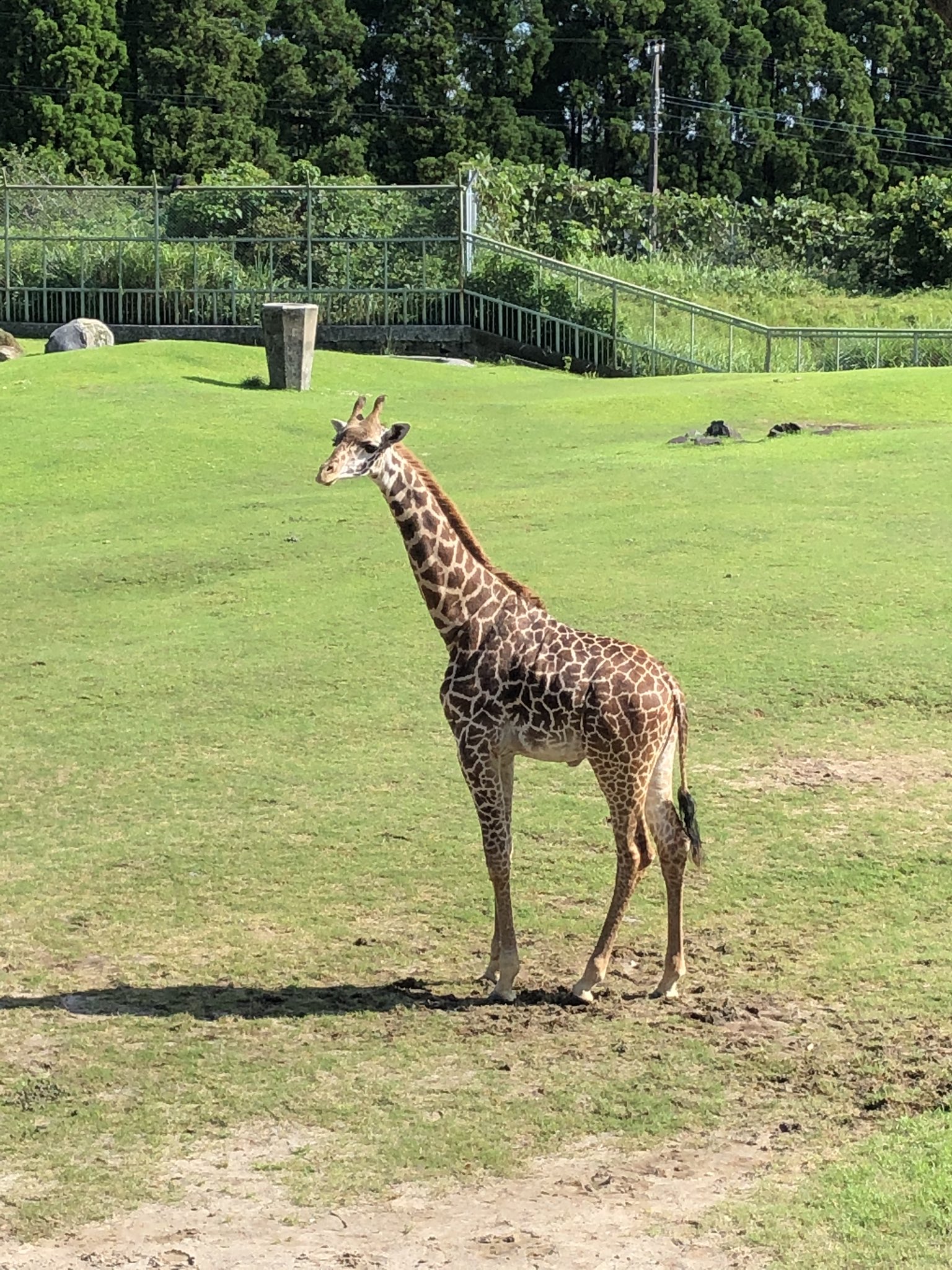 鹿児島市平川動物公園 Twitterissa 速報 なかなかアフリカ園に出ることができなかったマサイキリンのアヤトが 今日ついにアフリカ園デビューを果たしました 平川動物公園 マサイキリン キリン T Co V3hfhojiwj Twitter