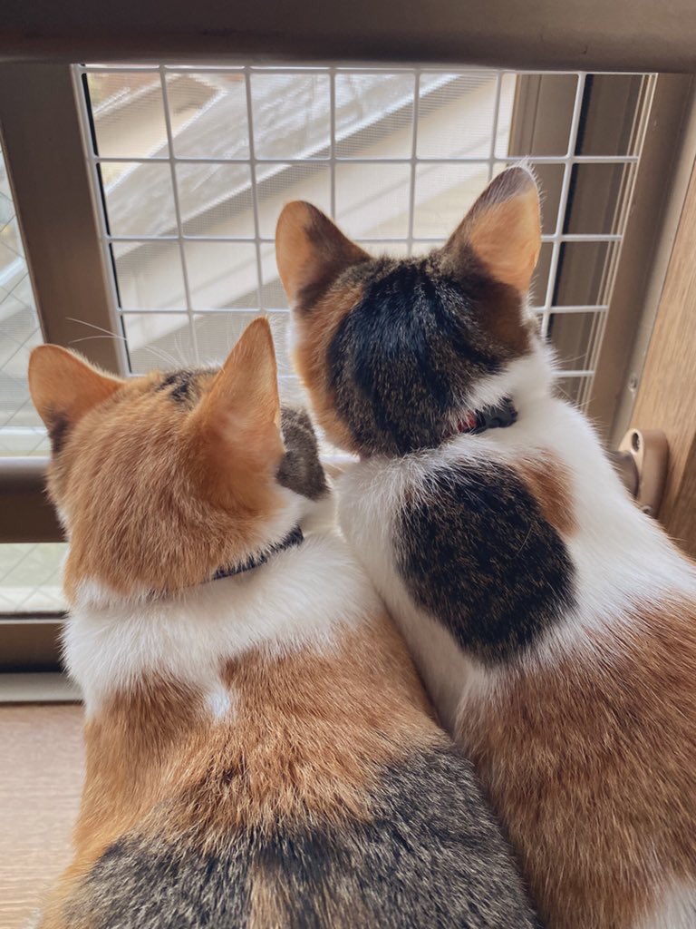 suggarmich's tweet photo. #calicocat #backofhead https://t.co/sjyKmGre25
