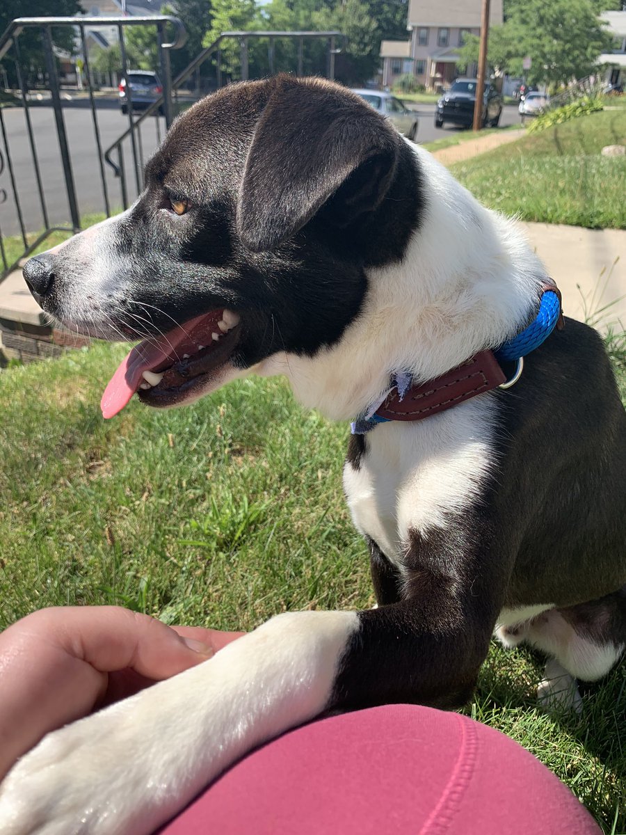 __samanthafox's tweet photo. Can’t wait to be able to say that I helped find this sweet boy a home. 💗 #AdoptDontShop #AdoptNJ #AdoptPA https://t.co/lSMrpuhZG4