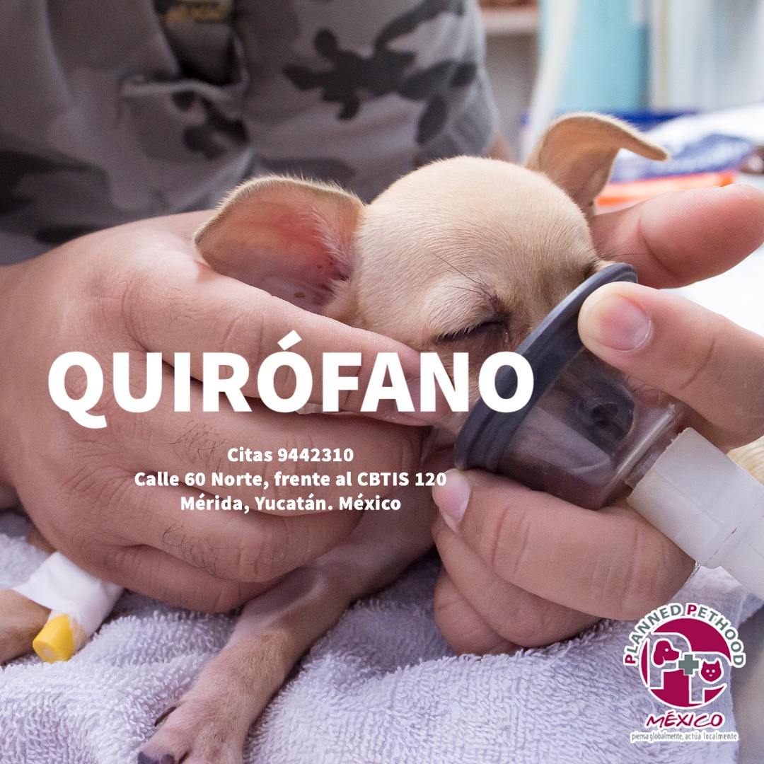 plannedpethood_'s tweet photo. #PPMNoticias Nuestro Quirófano está completamente equipado para ofrecer la mayor seguridad a tu peluditx al momento de realizar alguna cirugía.  

 Planned Pethood México | Hospital Veterinario  
Calle 60 Norte Mérida, Yucatán 
Citas al 9442310 https://t.co/bVSCCmHcim