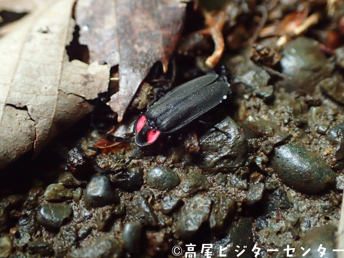 高尾ビジターセンター 公式 天気 晴 気温 21 0 富士山展望 久しぶりに快晴です 富士山も見えていて山頂の雪がだいぶ融けて無くなっている様子が確認できました 登山道をフワフワと飛んでいる オオオバボタル を見つけました ホタルの仲間 高尾ビジターセンター 公式 天気 晴 気温 21 0 富士山展望 久しぶりに快晴です 富士山も見えていて山頂の雪がだいぶ融けて無くなっている様子が確認できました 登山道をフワフワと飛んでいる オオオバボタル を見つけました ホタルの仲間