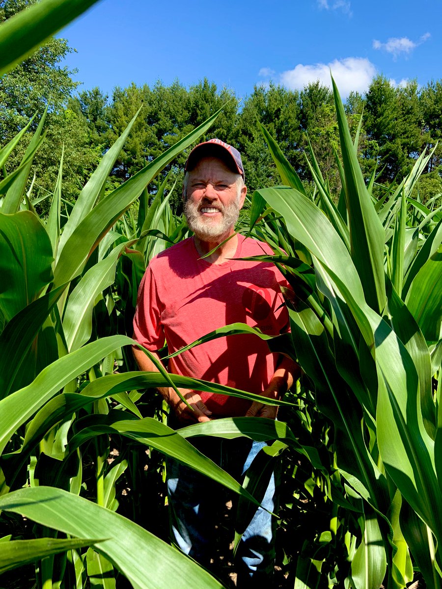 Great looking <a href="/PRIDESEEDS/">PRIDE Seeds</a> A6018 G2 in Carleton County at Homesteader Farms. #PRIDEinMyField