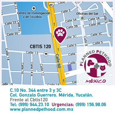 plannedpethood_'s tweet photo. #PPMNoticias Nuestro Hospital se encuentra en Mérida, Yucatán. México frente al CBTIS 120 

 Planned Pethood México | Hospital Veterinario  
Calle 60 Norte Mérida, Yucatán 
Citas al 9442310 https://t.co/muOxoB1QpO