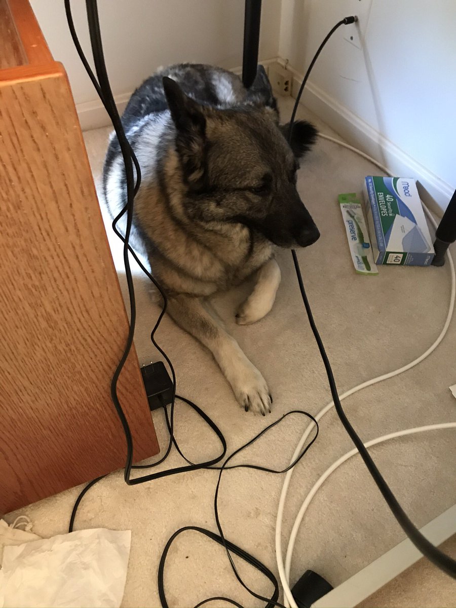 Tundra Elkhound tweet media
