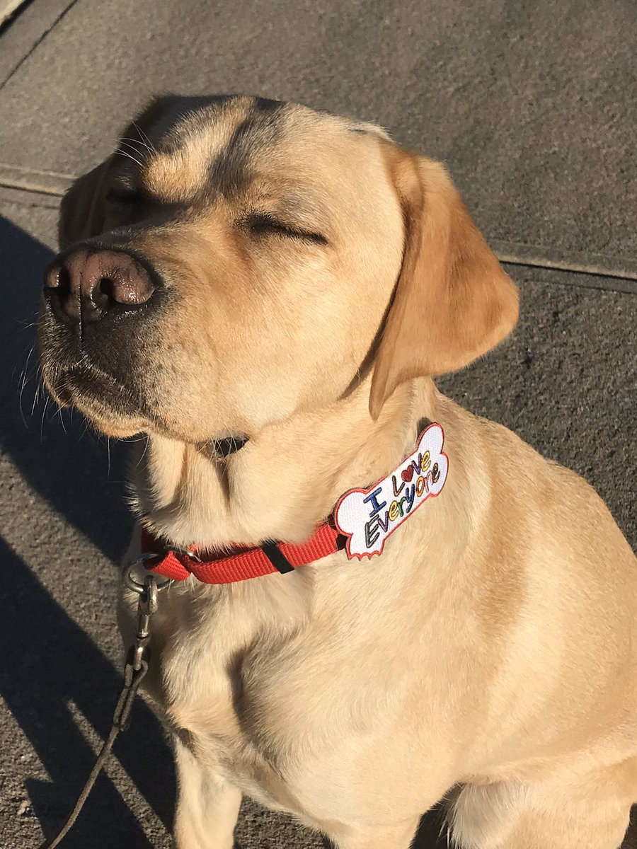 Bark Badges tweet media