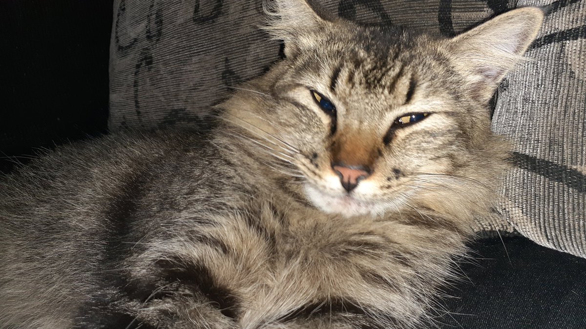 Janaina88079987's tweet photo. Sem saco! 😑🥰🐱🤣
#Flocos https://t.co/vICGPBHafv