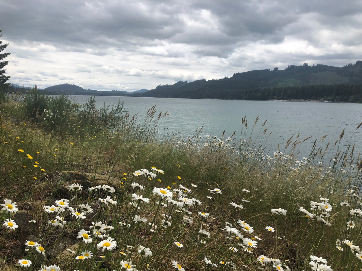 col_mrice's tweet photo. Want a hike with scenery and solitude but without big elevation gains or uneven footing? The Yale Reservoir Logging Road Trail near Cougar might be just for you. https://t.co/LOkURb9Oht https://t.co/IckAYTDg0a