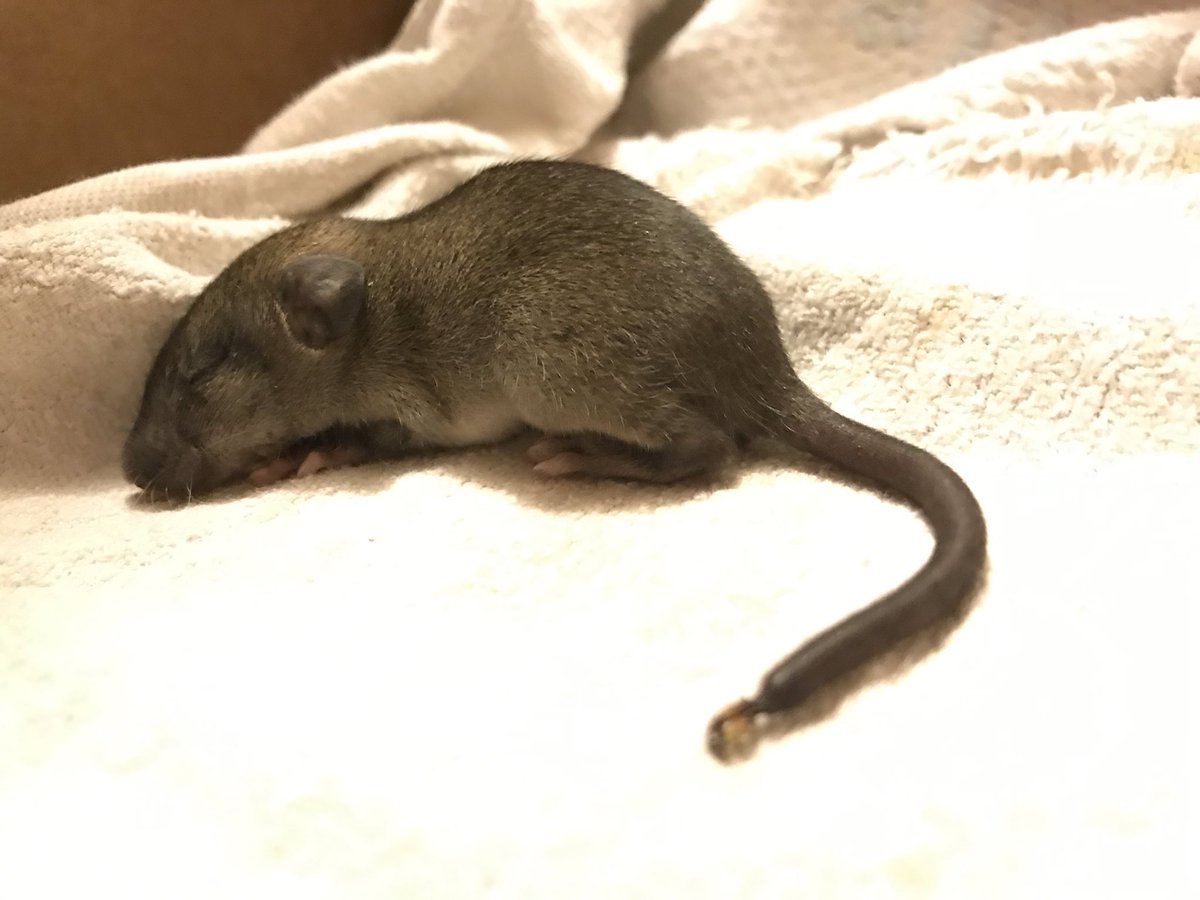 MonicaRPrabhu's tweet image. Kids found this little one in a parking lot this morning. Seems traumatized, maybe a baby....mouse? #zoologytwitter #biologytwitter #wildanimalrescue #zoology #biologist #pandemicdistraction