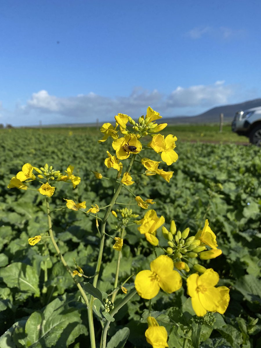 denispedler's tweet photo. Bees 🐝 are active even in cold weather when some of the first flower come out in Quartz Canola on lower Eyre Peninsula #Nuseed https://t.co/YilZ8SOWYZ