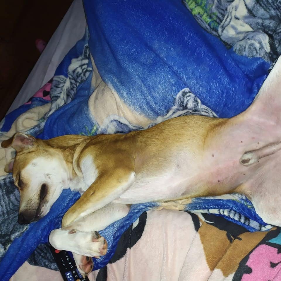 Amor de Perro 🐶 tweet media