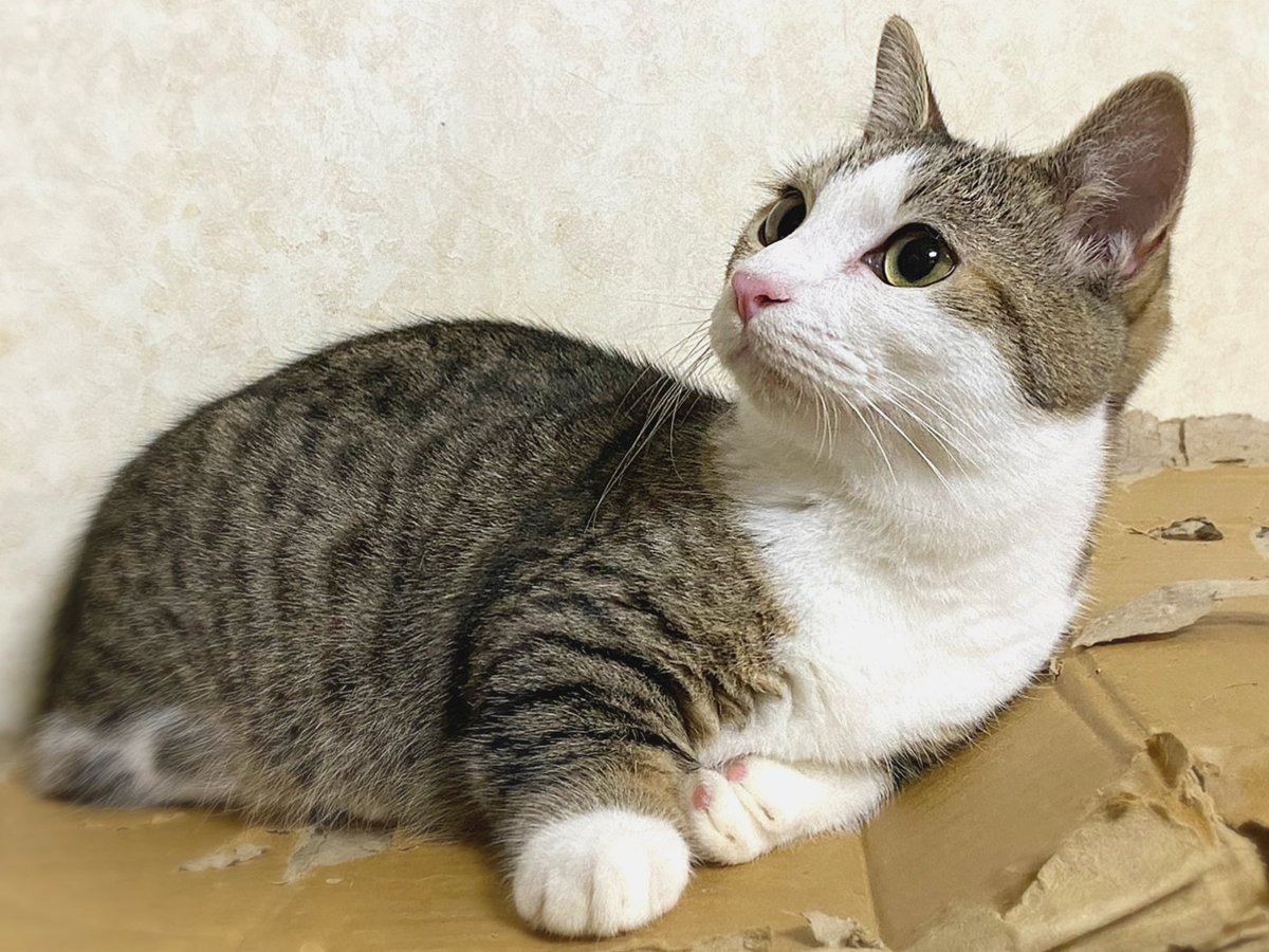 おはようございます♪
お仕事行ってきます。
写真は愈史郎。
横向くと睫毛が長く見える（笑）

#猫 #猫のいる暮らし #猫好きさんと繫がりたい