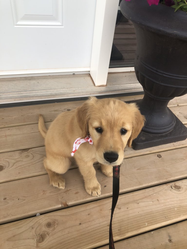 Happy Canada Day 🇨🇦!  We are so blessed to live in this beautiful country. My 9 week old Rosie sported a Canada Day bandana today to celebrate.