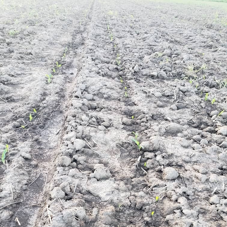 DelAgroVe (@delagrove) on Twitter photo #Noticia| 130 hectáreas de maíz amarillo van sembradas en la unidad de producción socialista agrícola La Productora en el estado#Portuguesa en alianza estratégica.
<a href="/NicolasMaduro/">Nicolás Maduro</a> <a href="/wcastroPSUV/">Wilmar Castro</a> <a href="/MinAgriculturaV/">MinAgriculturaVe</a> <a href="/agropatriav/">Agropatria</a> <a href="/hernanjdiazr/">Produccion Nacional</a> #Noticia| 130 hectáreas de maíz amarillo van sembradas en la unidad de producción socialista agrícola La Productora en el estado#Portuguesa en alianza estratégica.
<a href="/NicolasMaduro/">Nicolás Maduro</a> <a href="/wcastroPSUV/">Wilmar Castro</a> <a href="/MinAgriculturaV/">MinAgriculturaVe</a> <a href="/agropatriav/">Agropatria</a> <a href="/hernanjdiazr/">Produccion Nacional</a>