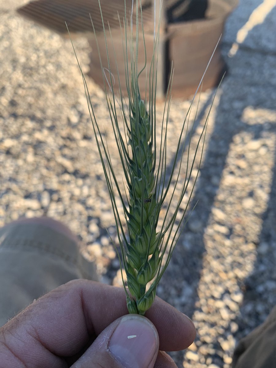 rpbrunel's tweet photo. #Cardale #CWRS #wheat https://t.co/AtXMH9qtk0