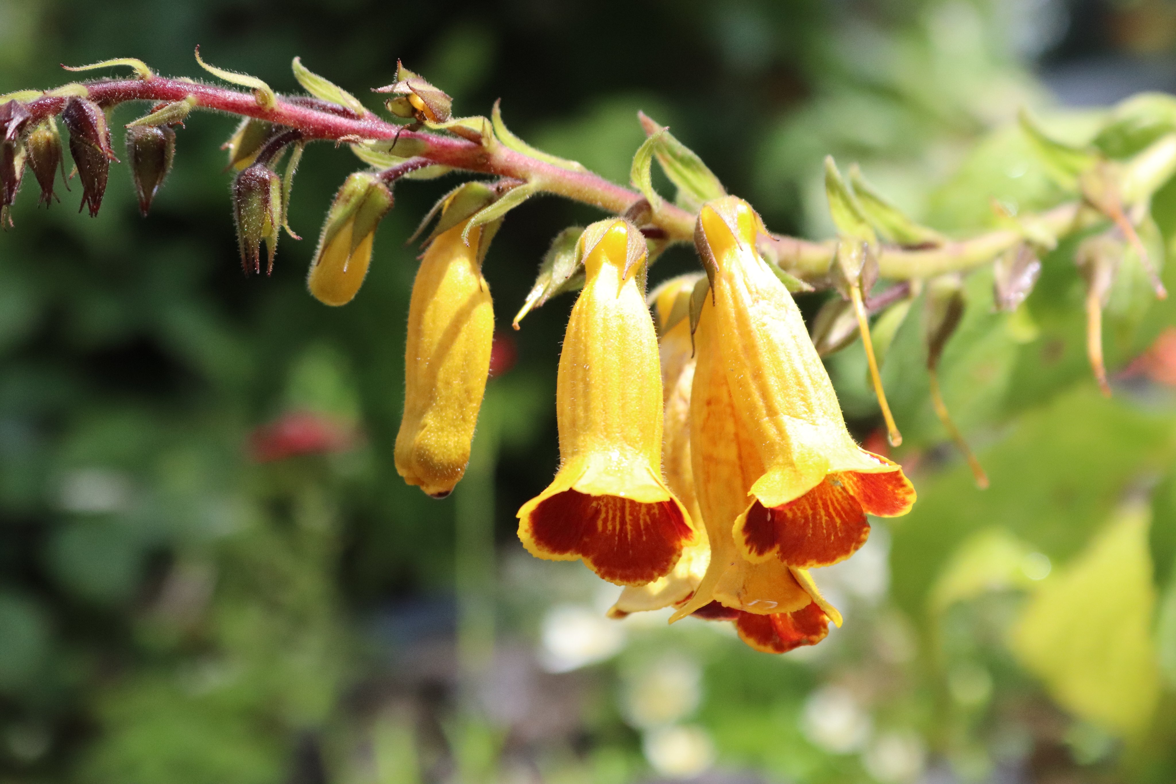 咲くやこの花館 高山植物室にて 希少植物 マツムラソウ が開花しています 釣鐘状の黄色い花で内側が赤いのが特徴 名前は 植物学者 松村氏 に由来しています 咲くやこの花館 エア植物園 エア博物館 自宅でミュージアム T Co Xhrlqlsx