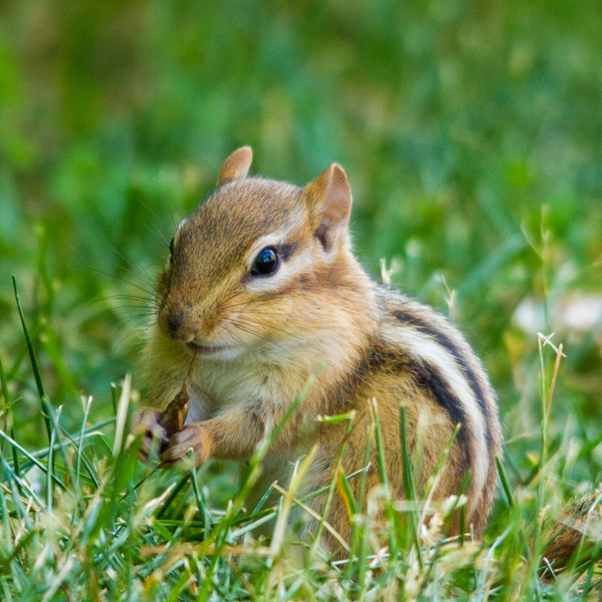 Got some pics of this cheeky chipmunk who isn't afraid of people. She/he came to within about 4 feet of where I was sitting on the grass. #jasonryanpix #canon7d #sigma120400 #chipmunk