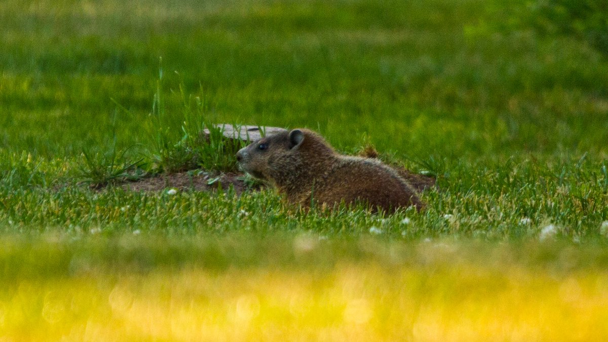 Baby groundhog that lives behind my apartment. #babygroundhog #canon7d #sigma120400 #jasonryanpix