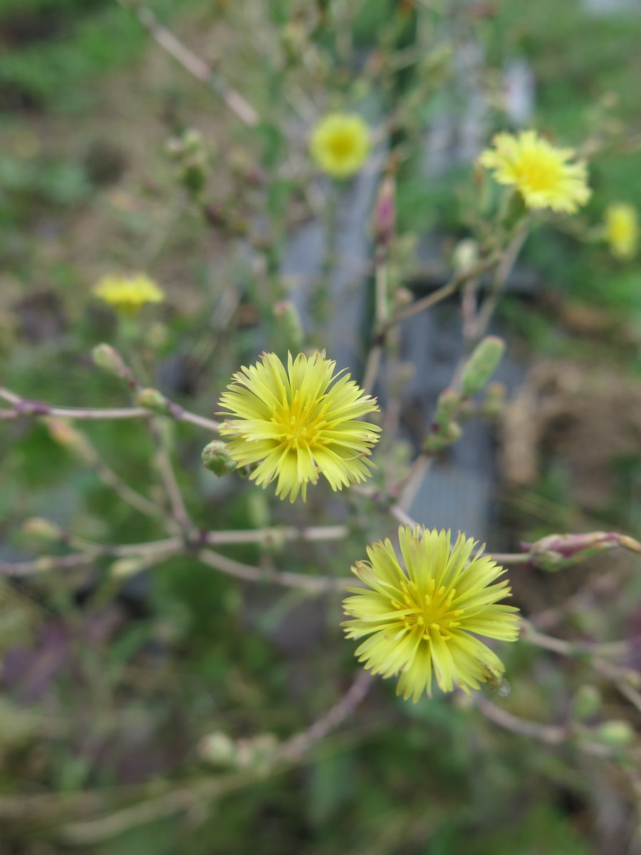 ট ইট র たつ たかし龍 隆 おはら野 リーフレタスの花 キク科 アキノノゲシ属 1年草 黄色い花が咲くレタスの仲間 三枚目は畑や路端の矩 アキノノゲシ