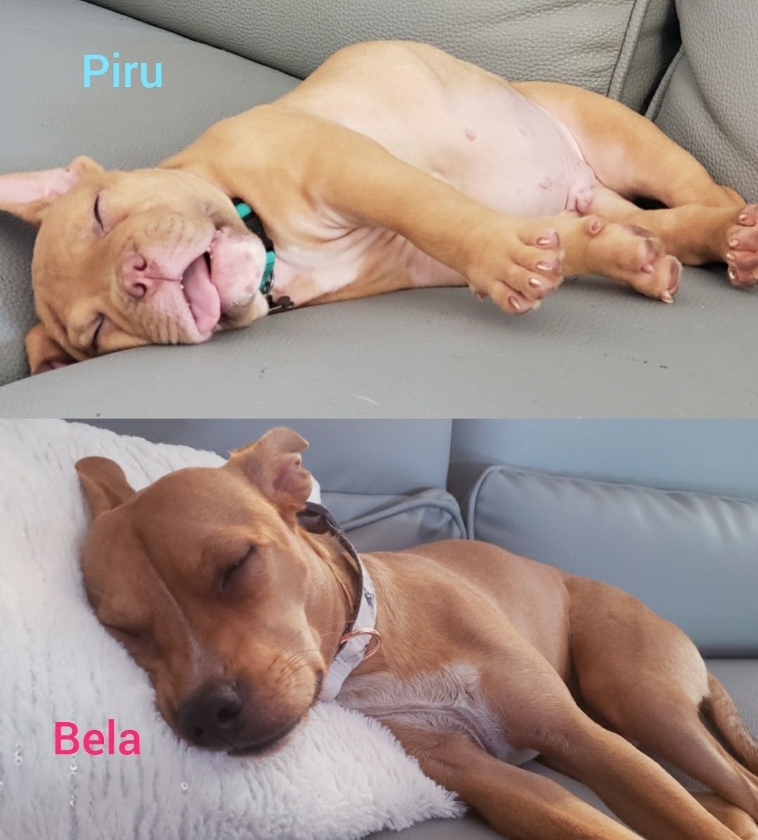 MichaelLopezS's tweet photo. ¡Buenas noches! ¿Durmiendo eres #TeamPiru o #TeamBela? 😂 #Adopta https://t.co/dXnpwuOYMv