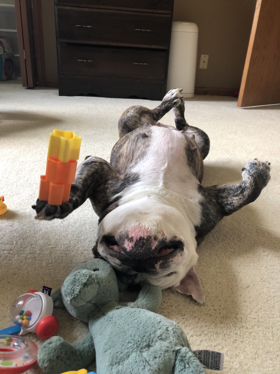 Delilah & Zoey tweet media