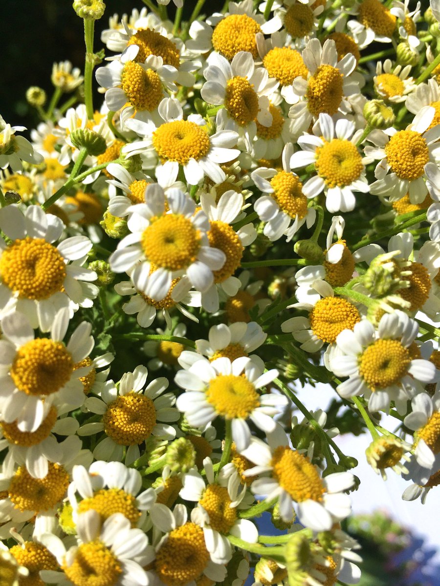 Let me put this Camomile on your timeline for good luck real quick. ✨🌼