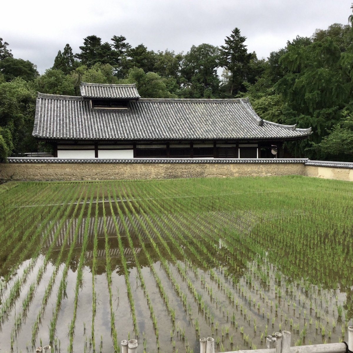 eggnaraymca's tweet photo. #ricefield of #todaijitemple #nigatsudo 🌾 Rice is a #staplefood in #japan and sometimes an object of worship. #東大寺 #二月堂 の #田んぼ では #田植え が終わりました。日本人の主食の #お米 は時には信仰の対象にもなります。#nara #narapark #daibutsuike #taue #コロナに負けるな mM https://t.co/h5oDQk1CGF