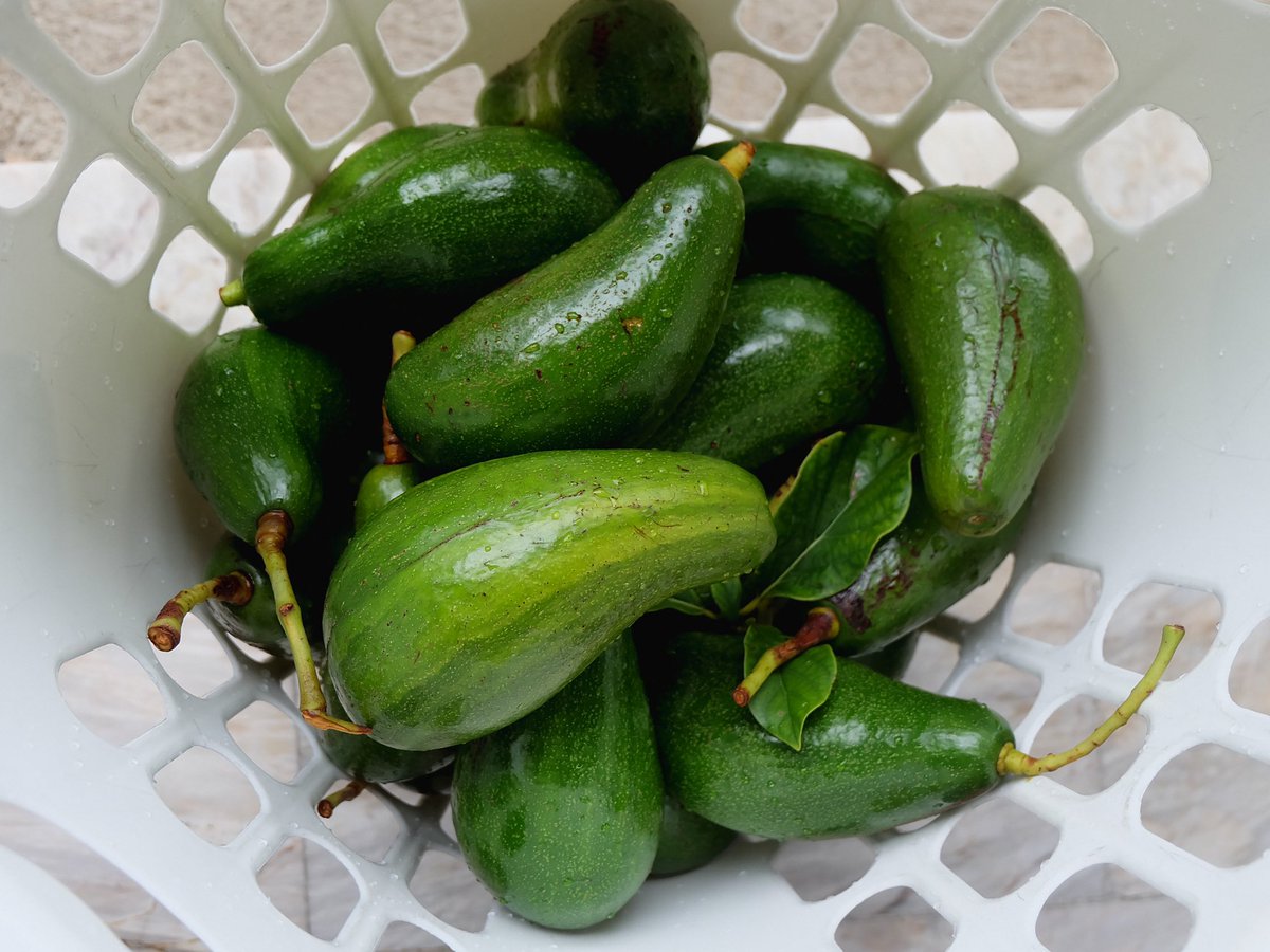 lovedeocampo's tweet photo. Love avo season is currently in full swing! 🥑🥑🥑 #harvesttime #dadstree https://t.co/0QMZ7G4EnD