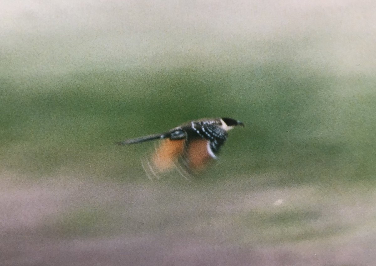 fosterian1971's tweet image. 25 years ago today, just over half a lifetime ago for me. This Beast flew past me at Dormans Pool! Wide ranging and often elusive but luckily stuck around for a week or so! Pics by Jim Pattinson and @sidwemn #greatspottedcuckoo #livingonpastglory @teesbirds1
